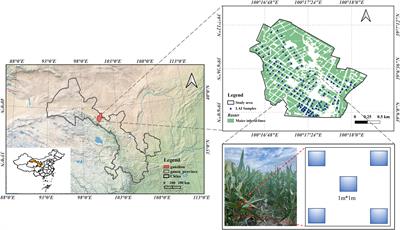 A method for estimating yield of maize inbred lines by assimilating WOFOST model with Sentinel-2 satellite data